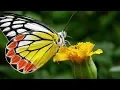 Download Lagu Peaceful Instrumental Music, Soothing Calm Relaxing Music \