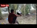 Lagu Memasuki musim tak menentu siang malam turun hujan semabgat dikebun.!!