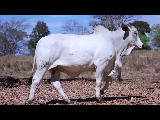 Bezerro Nelore ORL - 1141