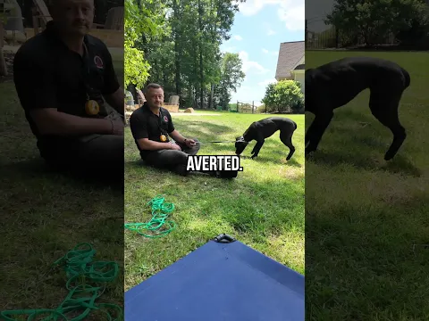 Do THIS If Your Dog Runs Away!