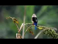 Download Lagu Grey-headed kingfisher. 4K-UHD Video, BIRDS VIDEO , Tanzania