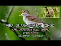 Download Lagu Sikatan londo Spedd Rapat Roll tembak, Dicari juri kicau mania.