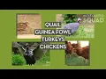 What eats ticks Natural Tick Predators What animals eat ticks Tick Control in Westchester NY