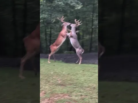 fight