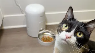 Cat approved automatic feeder