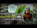Download Lagu kolibri wulung gacor AMPUH untuk pancingan