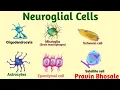 Neuroglial cells Glial cells Oligodendrocytes Microglia Astrocytes Ependymal Schwann cells
