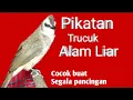 Download Lagu Pikatan trucuk alam liar || sangat cocok juga dengan trucuk bisu malu malu, bengong dan sering diam.
