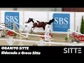 Download Lagu Oganito Sitte 3yo Stallion by Eldorado vd zeshoek