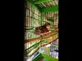 Download Lagu SUARA BURUNG SIKATAN KAPAS ANAKAN BAGUS UNTUK MASTERAN BURUNG LOMBA !! #kicaumania  #masteranburung