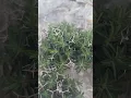 Download Lagu 🌿 Euphorbia acanthothamnos: The Thorny Beauty of Crete 🌿 #greekflora #wildplants #nature #shorts