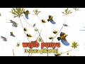 Download Lagu suara pikat yang bagus buat mikat  pemikat wajib download