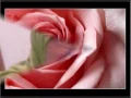 Download Lagu SELALU JATUH CINTA