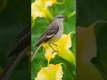 Mockingbird Songs in the Morning - Relaxing Bird Songs, Bird Sounds, Chirping