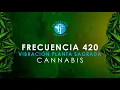 Cannabis Frequency 420L FOX SENSORY THERAPY 20 MINUTES OF RELAXATION