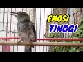 Download Lagu siri siri gacor full isian mewah pas buat pancingan dan masteran
