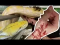 NOAH GETS CHOKED BY A HUGE SNAKE AND GETS A GNARLY SNAKE BITE BRIAN BARCZYK