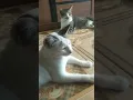 Download Lagu si putih sama si aldo#vlogfree #kalbar #short #cats #kucing #catsvirals