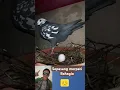 Sepasang merpati bahagia #hiburanhewan #hewan # burung merpati