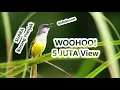 Download Lagu Suara Prenjak Mp3 - Download Suara Burung Prenjak Lumut Tamu Sawah Atas Kepala Merah Tarung Ribut!