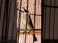Download Lagu suara burung kutilang gacor full isian mewah untuk masteran kutilang