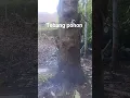 Download Lagu Tebangpohon nangka dikaliwungumandiraja banjarnegara#tebang_pohon #mesin#070#stihl#shorts#fypyoutube