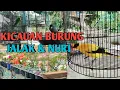 Lagu BURUNG NURI DAN JALAK TARUNG SUARA