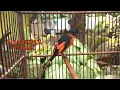 Download Lagu Suara Burung Mantenan Gacor Suara Jernih | Cocok Untuk Masteran