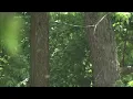 Allergy season lasting longer than usual this year ABC7 Chicago