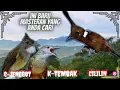 Download Lagu Kapas Tembak - Cucak Jenggot - Cililin Jeda Suara Air || Masteran Terbaik Murai Kacer Cendet C-Ijo
