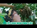 Download Lagu Phát Hiện Tổ Chim Non Ngay Cạnh Nhà Chị Thơ