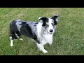 Score the 7 year old blue merle border collie plays disc surrounded by deer