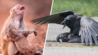 देखिए...जानवर कैसे करते हैं ? [पूरी दुनिया है हैरान]