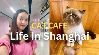 探访上海大型猫咪咖啡馆｜MOCHA猫咖｜《上海Fancie》第29集