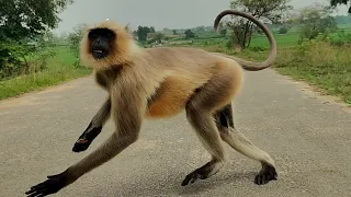 Beautiful Langur Walking on a Village Road 🐒🌿