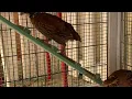 Ow My Bobwhite Quails Started Laying Eggs