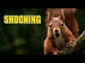 7 Squirrel Secrets Scientists Just Discovered Number 5 Will Shock You