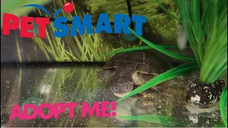 African Sideneck Turtle Exclusively From PetSmart