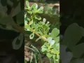 Download Lagu Plantas Medicinales Para La DIABETES! Bajan El Azúcar En Sangre 🩸