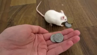 smart mouse buys herself a treat