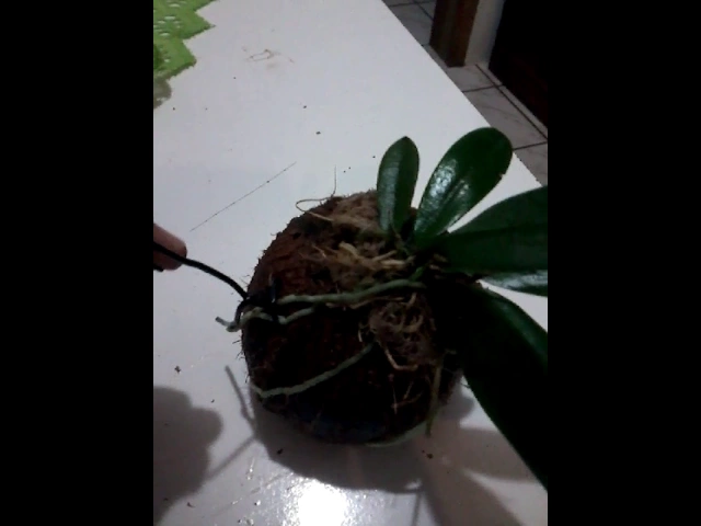 ORQUÍDEA NO COCO PARTE 2