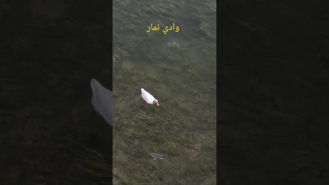 وادي نمار