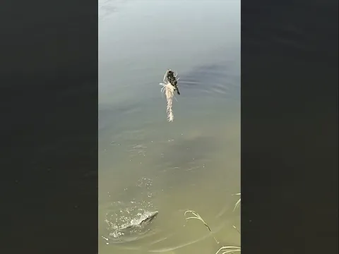 صيد سمكه البني 🎣