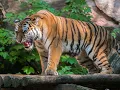 Download Lagu tiger sounds