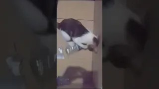                     دندنها