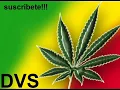 preso esta   por cultivar marihuana