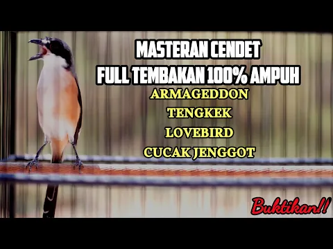 Download MP3 MASTERAN CENDET GACOR ISIAN CUCAK JENGGOT LOVEBIRD TENGKEK ARMAGEDDON 100% EFEKTIF BIKIN GACOR