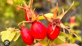 Como tomar una infusión de rosa mosqueta