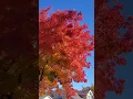Download Lagu #short #trees #viral #viralshorts