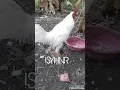 Download Lagu suara kokok ayam jawa ( javanese rooster )